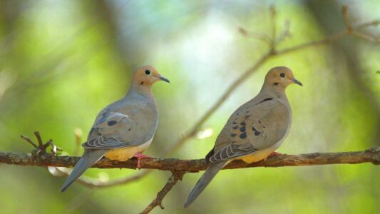 Why Mourning Doves Keep Visiting the Same Backyard Every Day