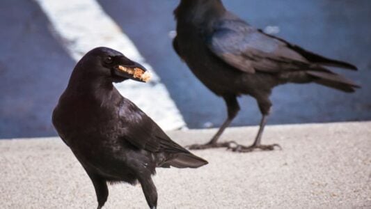Neuroscience Says Ravens Remember Faces Far Longer Than Most Birds
