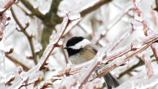 Psychology Says When Chickadees Suddenly Go Silent, They May Have Detected a Predator Nearby