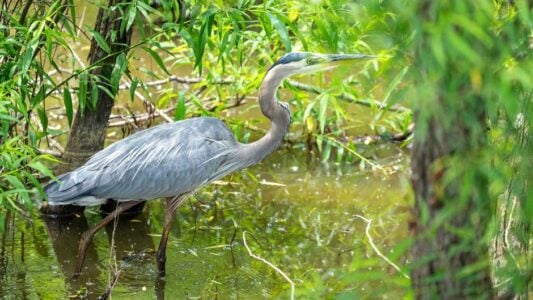 What It Means When a Great Blue Heron Keeps Returning to the Same Pond