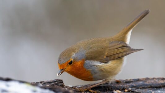 12 Things Robins Do Before Heavy Rain That Birdwatchers Have Noticed for Generations