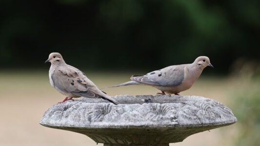 Why Mourning Doves Keep Visiting the Same Backyard Every Day