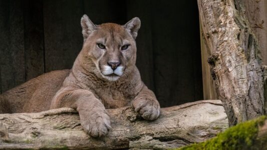 10 States Where Mountain Lion Sightings Are Most Common
