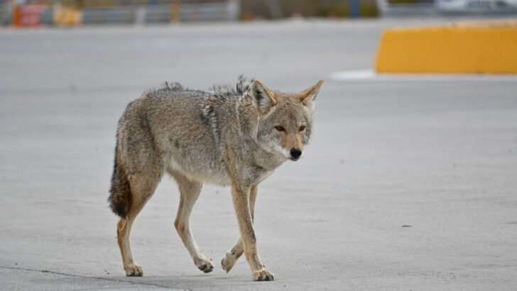 Animal Behaviorists Say Coyotes Often Travel the Same Routes Every Night