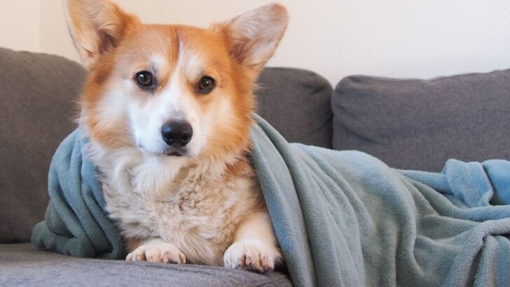 Canine Psychology Says Dogs That Bring You a Blanket May Be Displaying Nurturing Behavior
