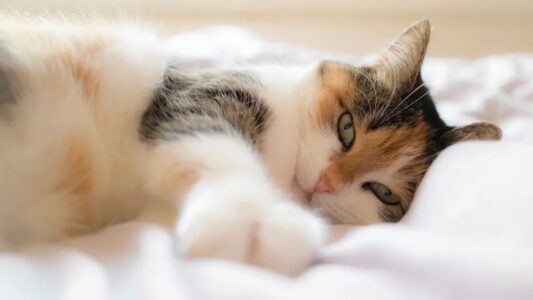 10 Signs Your Cat Sees Your Home as Safe Territory