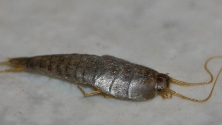 7 Common Household Habits That Invite Silverfish Indoors