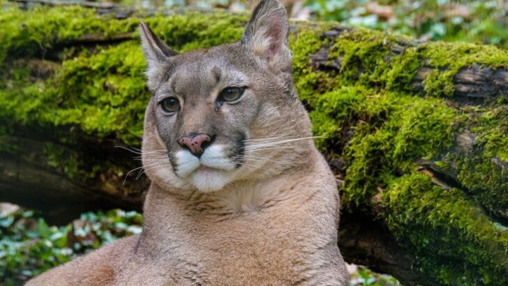 10 American Animals Facing Extinction – and the Science Giving Them Hope