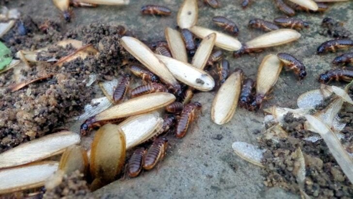 6 Signs Termites May Already Be Active Around Your Property