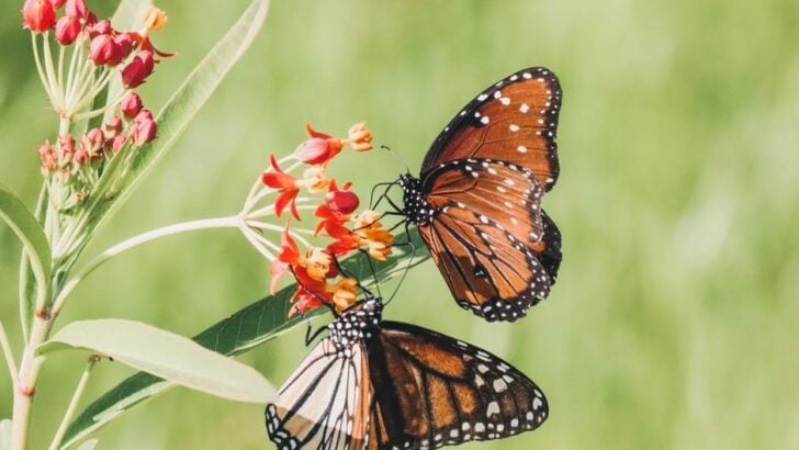 The US States With the Largest Monarch Butterfly Migrations