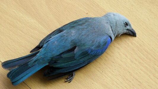 What It Means When You Find a Dead Bird on Your Doorstep (7 Spiritual Explanations That Span Cultures)
