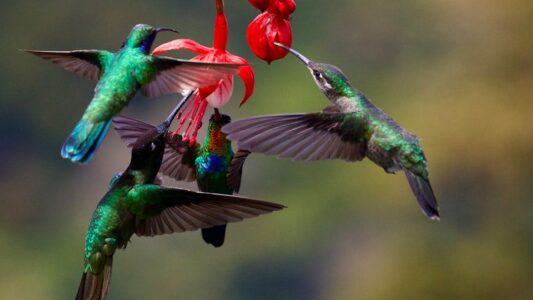 12 Things Hummingbirds Do Minutes Before a Tornado (That Scientists Are Only Now Understanding)