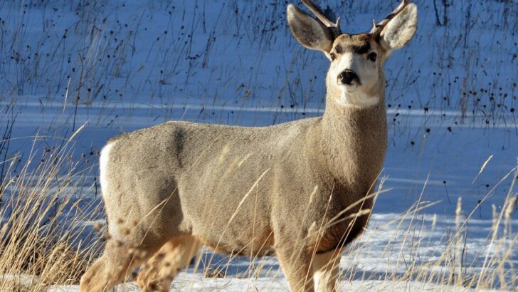 12 Things Deer Do Right Before They Enter Your Yard (And the One Sign They’re About to Charge)