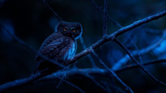 What It Means When Owls Land on Your Roof at 3 AM (According to Wildlife Biologists and 150 Years of Folklore)
