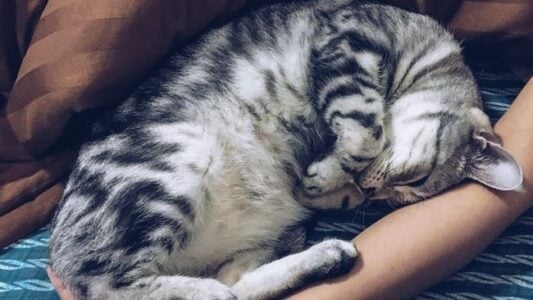 The Zodiac Signs That Cats Choose to Sleep Next to (Ranked by Feline Preference)
