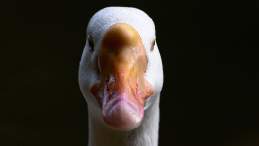 11 Things Geese Do Right Before They Attack (That Could Save You From 20 Stitches)