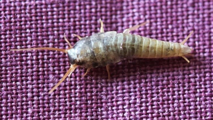 7 Common Household Habits That Invite Silverfish Indoors