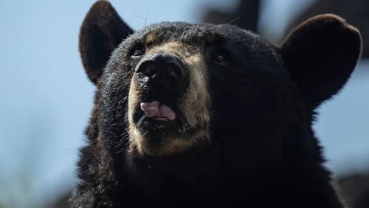 What to Do If You Find a Black Bear Searching Through Your Trash