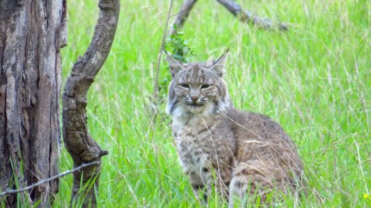 The US States With the Highest Bobcat Populations