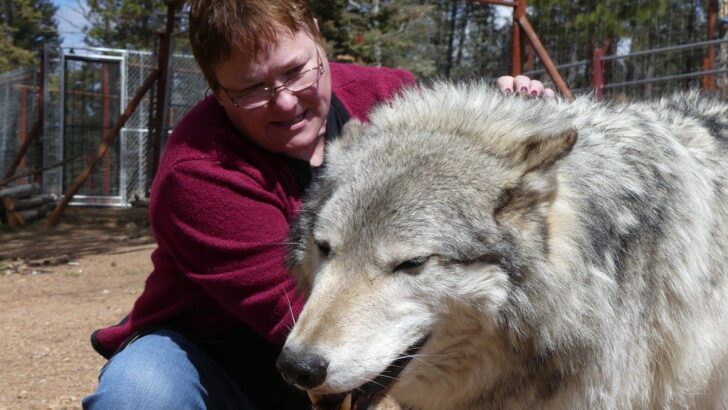 What to Do If You Encounter a Wolf While Hiking in Minnesota