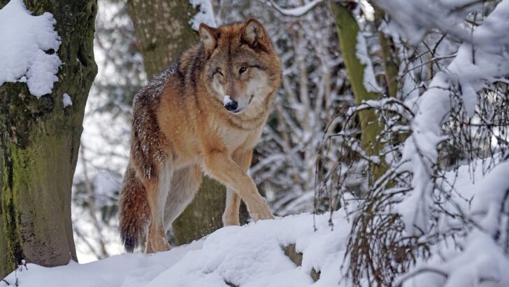 Why Gray Wolves Are Rebounding in the Northern Rockies – and What It Means for the Ecosystem