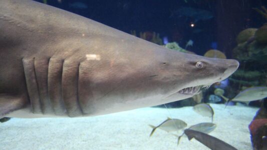 Why Tiger Sharks Are Moving Closer to Hawaiian Shores – The Role of Climate Change