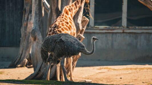 Here are 14 extraordinary animal friendships that continue to baffle and inspire.