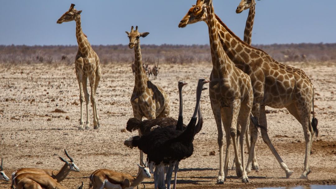 14 Unlikely Animal Friendships Scientists Still Can't Fully Explain