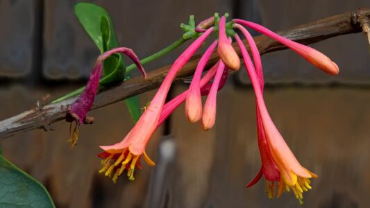 How to Attract More Hummingbirds to Your Garden This Summer