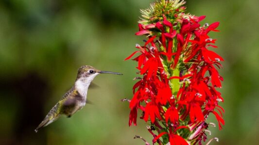 15 Plants That Will Fill Your Garden With Hummingbirds All Summer