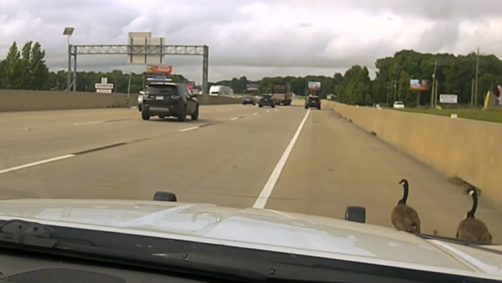 Dashcam Footage Shows Arkansas State Trooper Driving Behind Goose Family Before Hitting Them