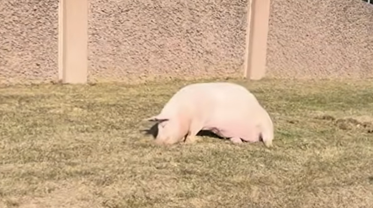 Pig Halts Busy Highway Traffic To Save Her own Life