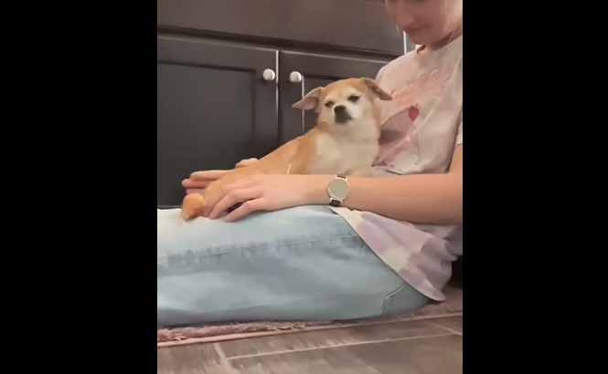Woman Rescues Tiny Stray Dog While Commuting To Work