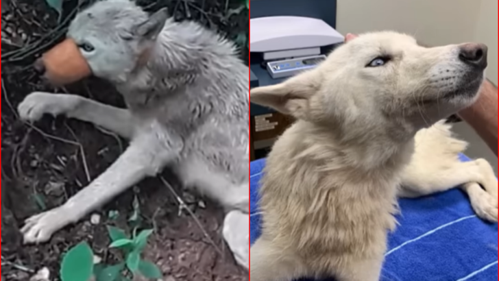 Husky Shot Six Times, Mouth Taped Shut, Defies Odds To Walk Again