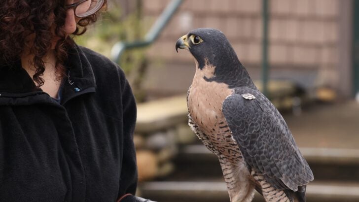 8 American Wildlife Comebacks That Prove Conservation Can Work