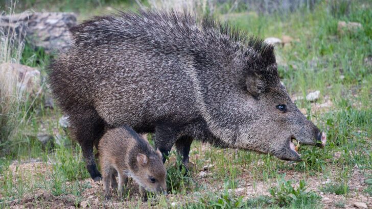 6 US States With the Most Javelinas