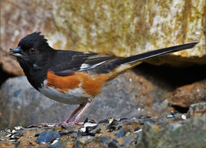 15 Backyard Birds That Were Everywhere in the 1980s but Are Vanishing Today