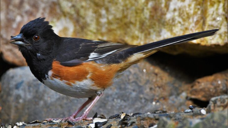 15 Backyard Birds That Were Everywhere in the 1980s but Are Vanishing Today