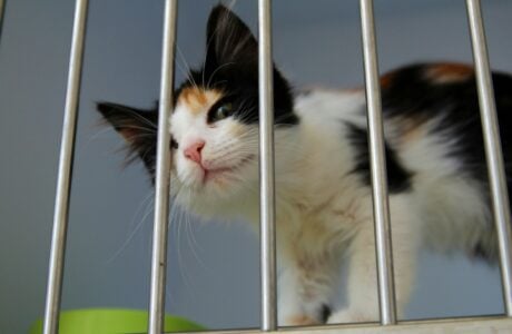 21 Cats Rescue Workers Say Are the Hardest to See Passed Over Again and Again