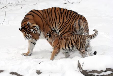 The Big Cat Each Zodiac Sign Would Be – and the One Trait That Makes the Match Exact