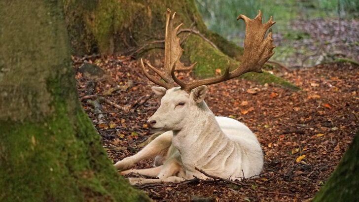 What It Means When a White Deer Crosses Your Path According to Six Separate Mythological Traditions