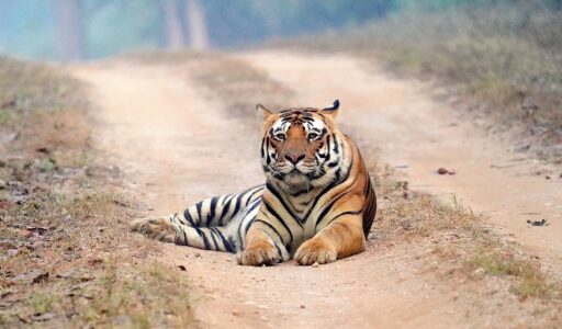 12 Little Known Traits That Make Tiger the Most Solitary Big Cat