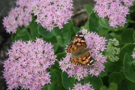 12 Low-Maintenance Flowers That Keep a Garden Blooming All Season