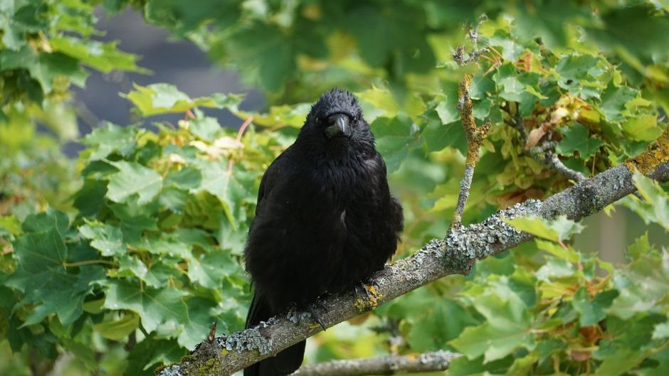 Scientists now think crows might be smarter than some primates - here's the evidence