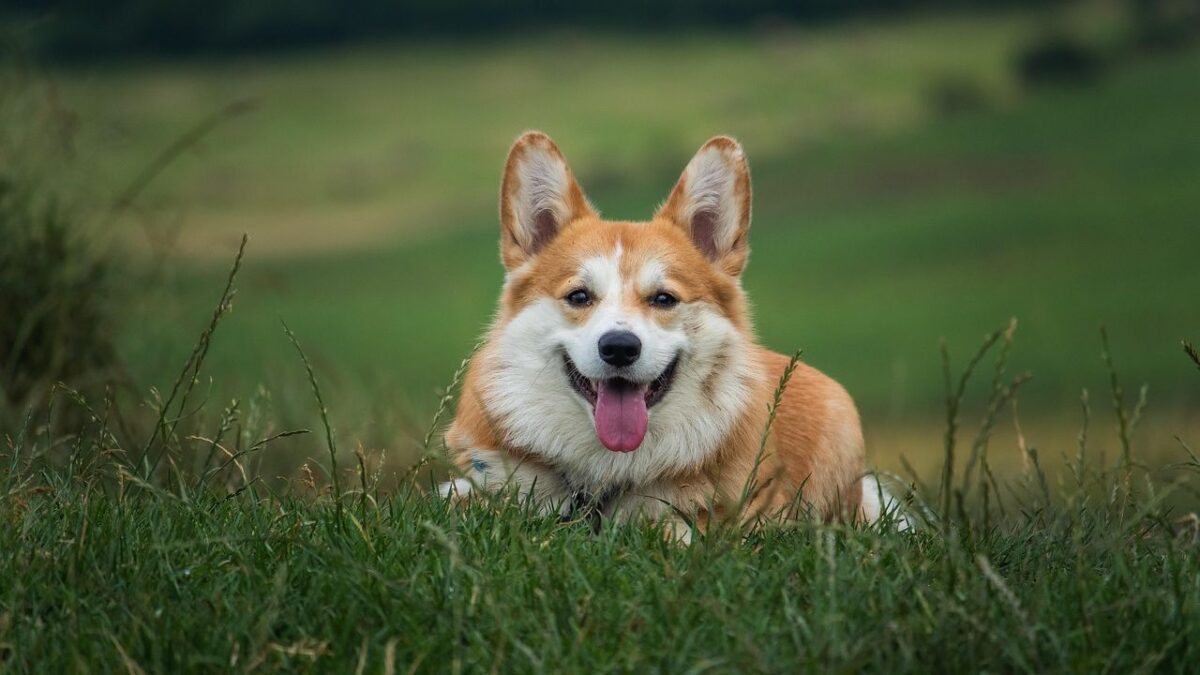 31 Things Dog Owners Did in the 1980s We All Just Accepted as Completely Normal