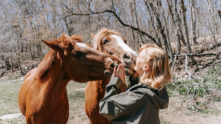 Horses remember human faces for years - and hold grudges. The research is wild.