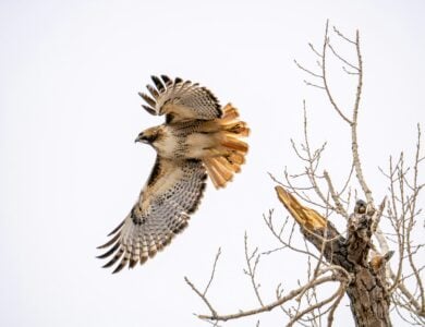 What It Means When You See a Red-Tailed Hawk at a Significant Moment According to Native American Tradition