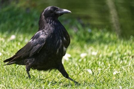 14 Surprising Things Crows Do That Rival the Intelligence of Primates