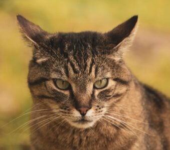 7 Ways Cats Show They're Secretly Annoyed With You