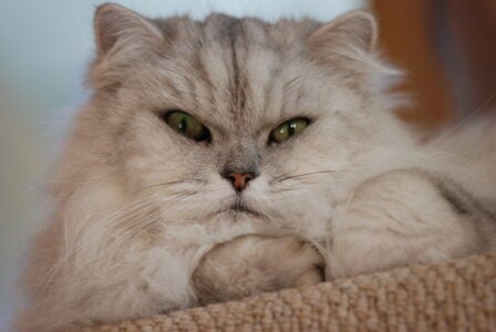 Zoology Says the Reason Cats Stare at Walls Has Three Competing Scientific Explanations – and None of Them Has Been Ruled Out